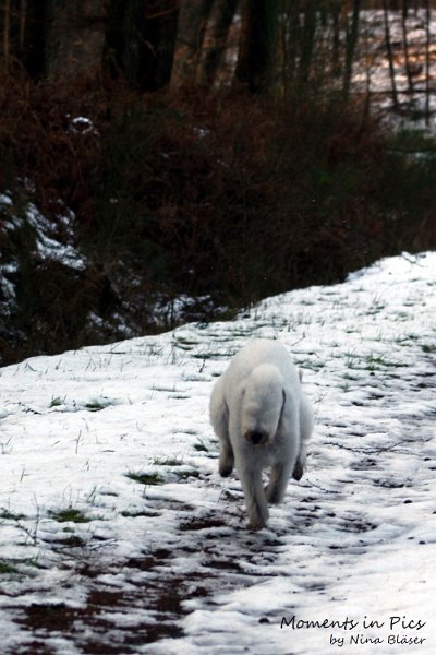 Airis Blue Volshebny Svet 2009-12-26 (26).JPG